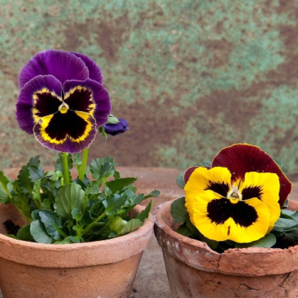Meet your Posher, Poshpansies